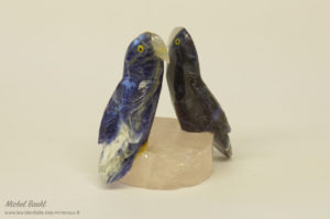 oiseau lapis lazuli